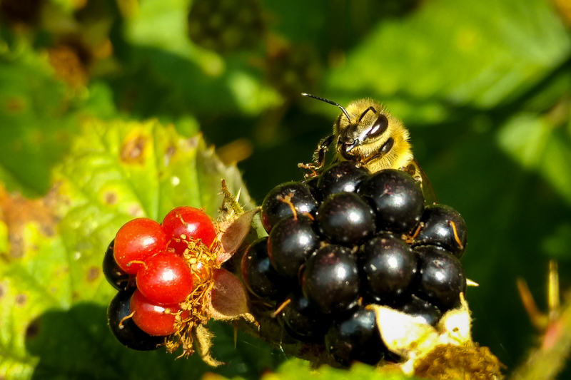 pszczoła na owocu jeżyny